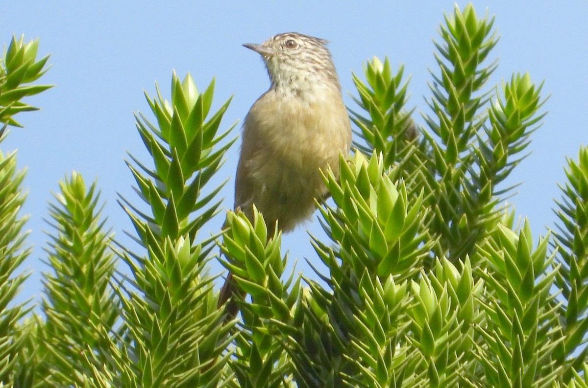 Araucaria Tit-Spinetail - ML618847375