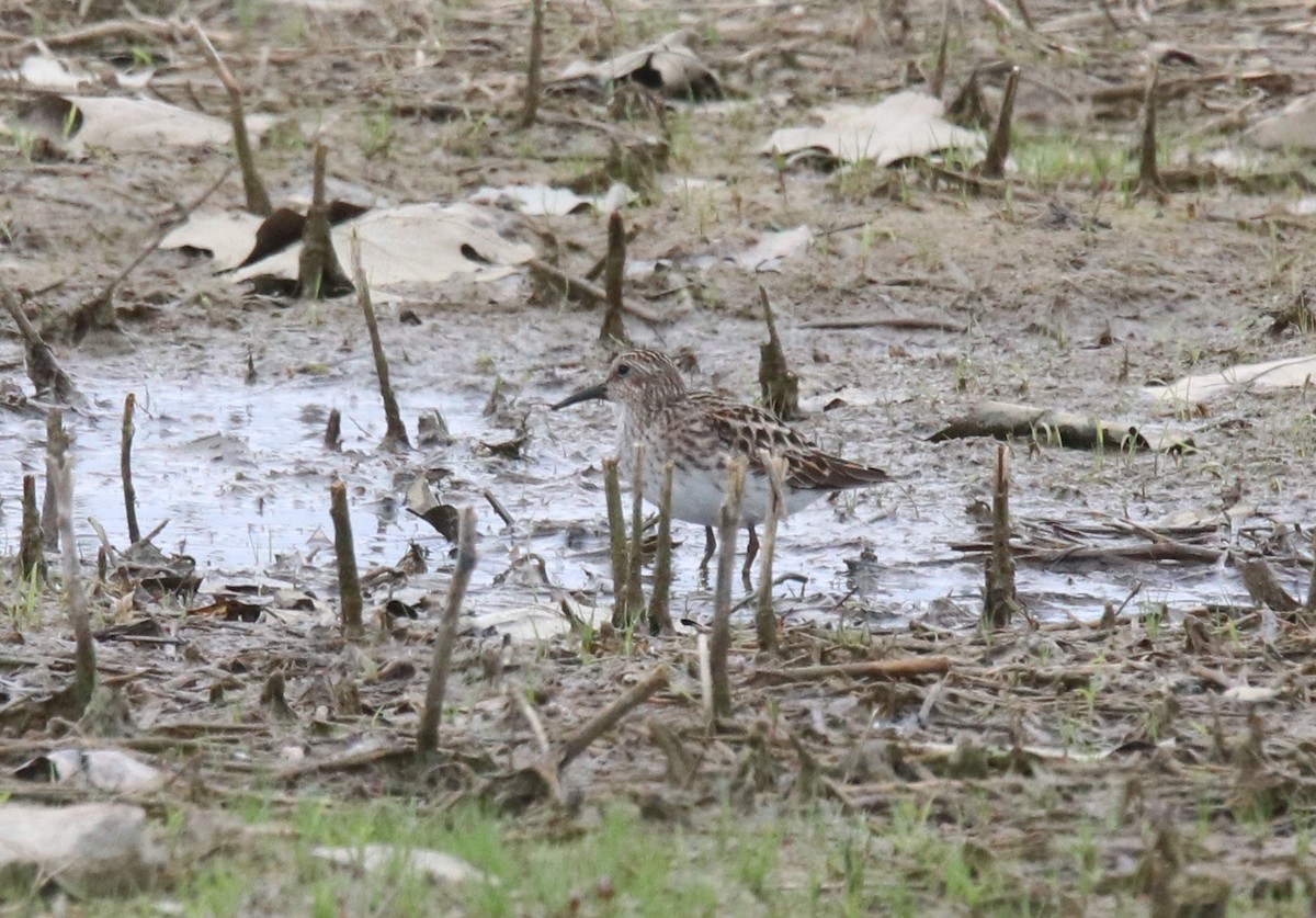 Least Sandpiper - Keith Matthieu