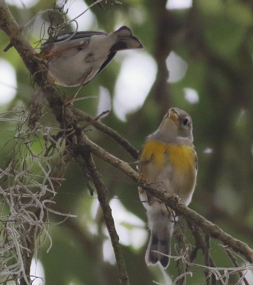 Northern Parula - Richard Stanton