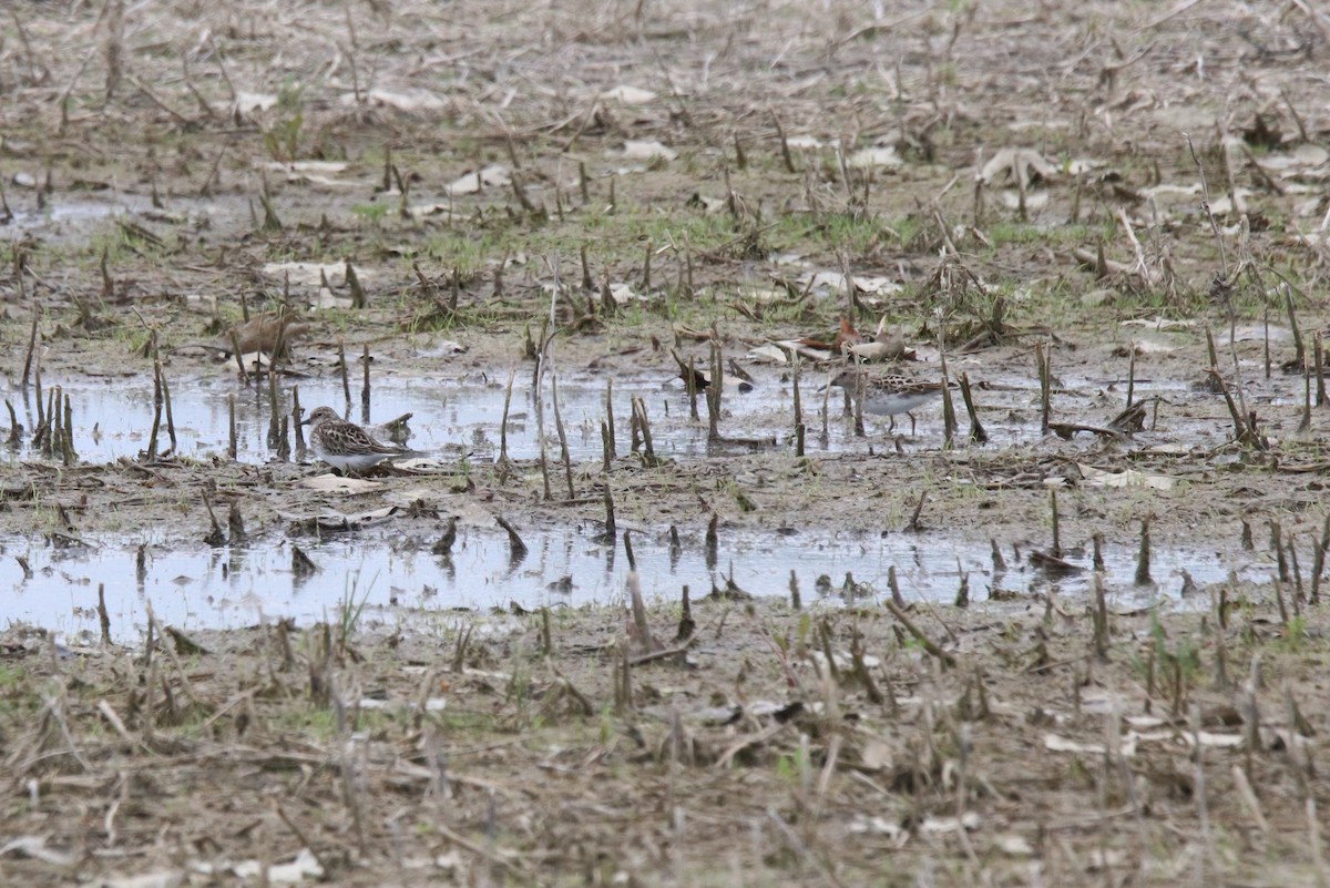 Least Sandpiper - Keith Matthieu