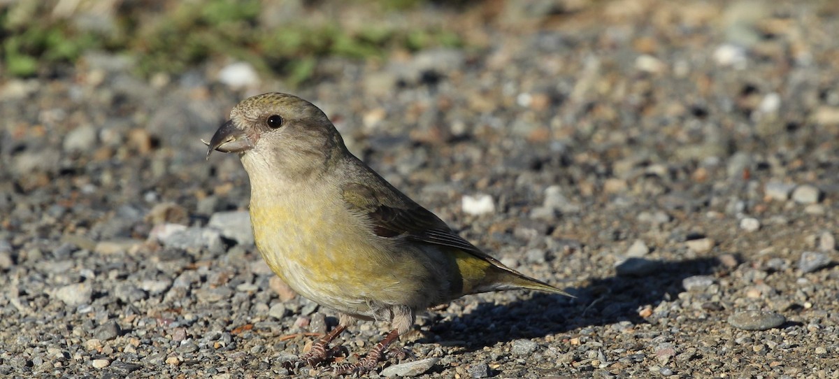 Red Crossbill - Ted Hawksley