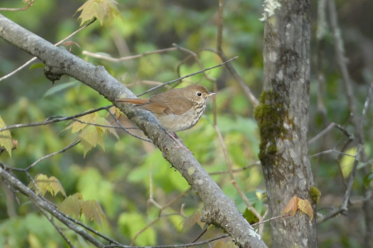 Hermit Thrush - Joseph Mahoney