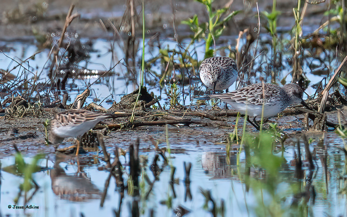 Semipalmated Sandpiper - Jesse Adkins