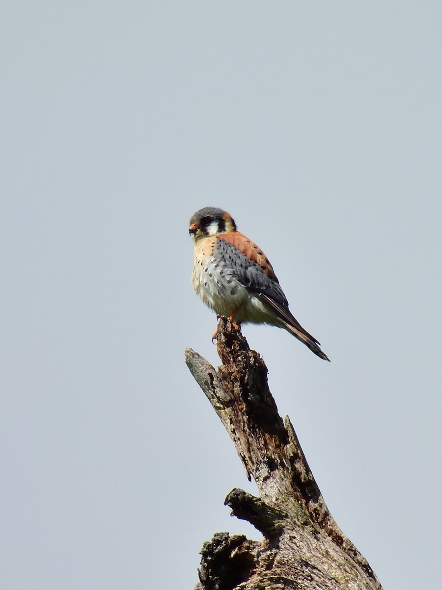 American Kestrel - Anonymous