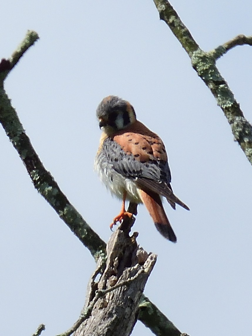 American Kestrel - Anonymous