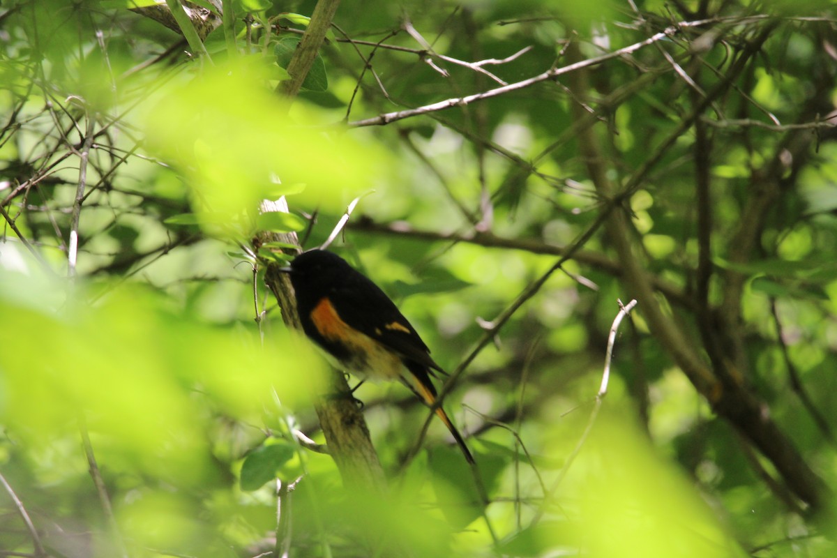 American Redstart - Jim Schneider