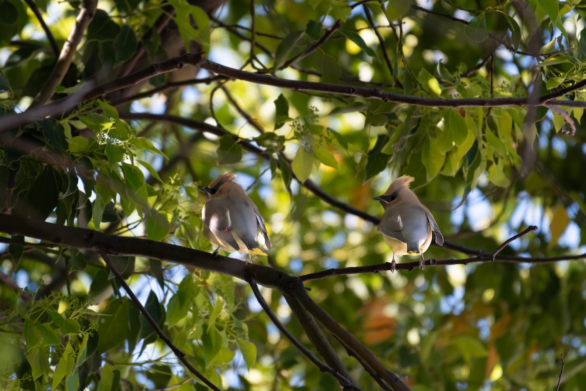 Cedar Waxwing - Daniel Pankey