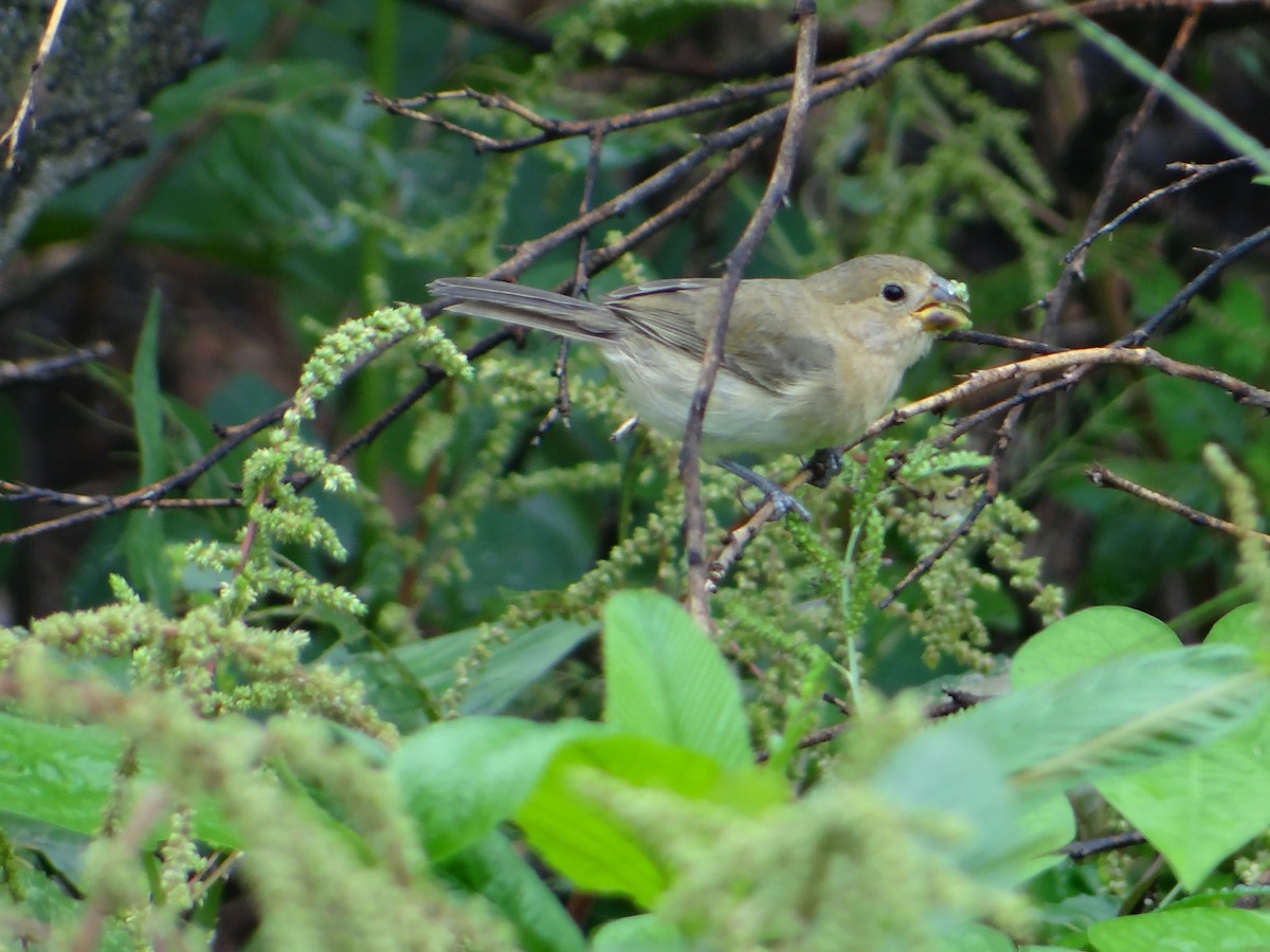 Ruddy-breasted Seedeater - ML618847403