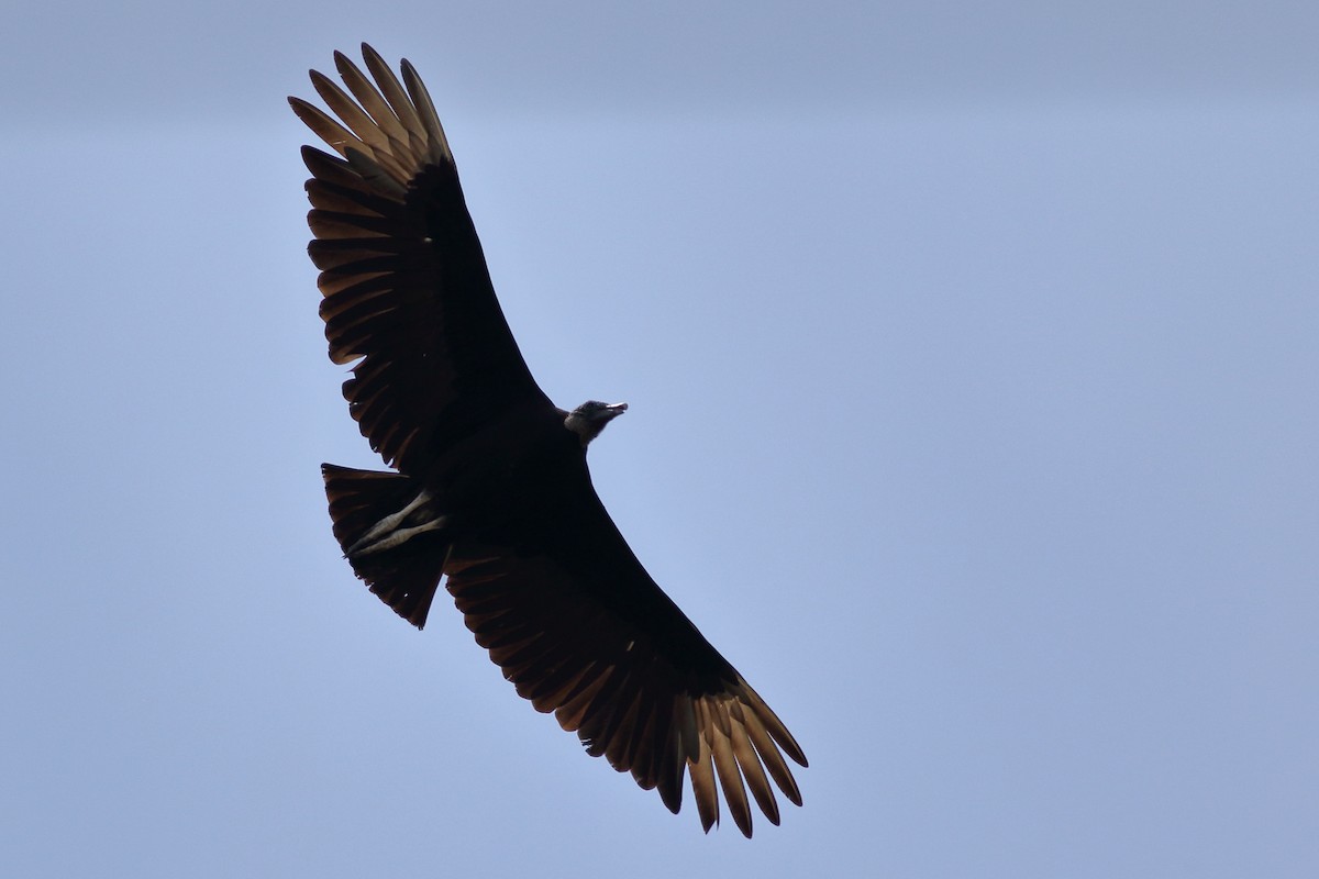 Black Vulture - Richard Stanton