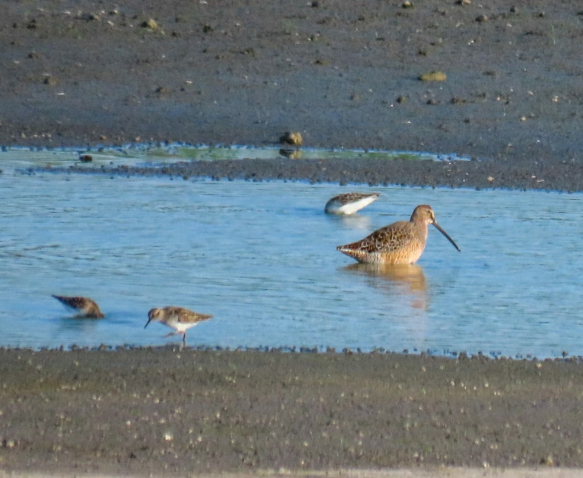 Long-billed Dowitcher - Sam Cooper