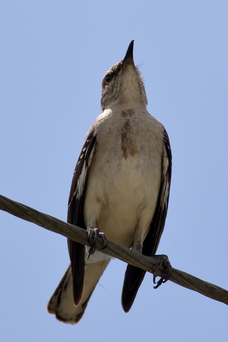 Northern Mockingbird - Richard Stanton