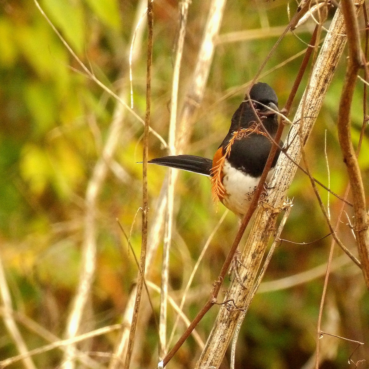 Eastern Towhee - Jerhemy Lonzo