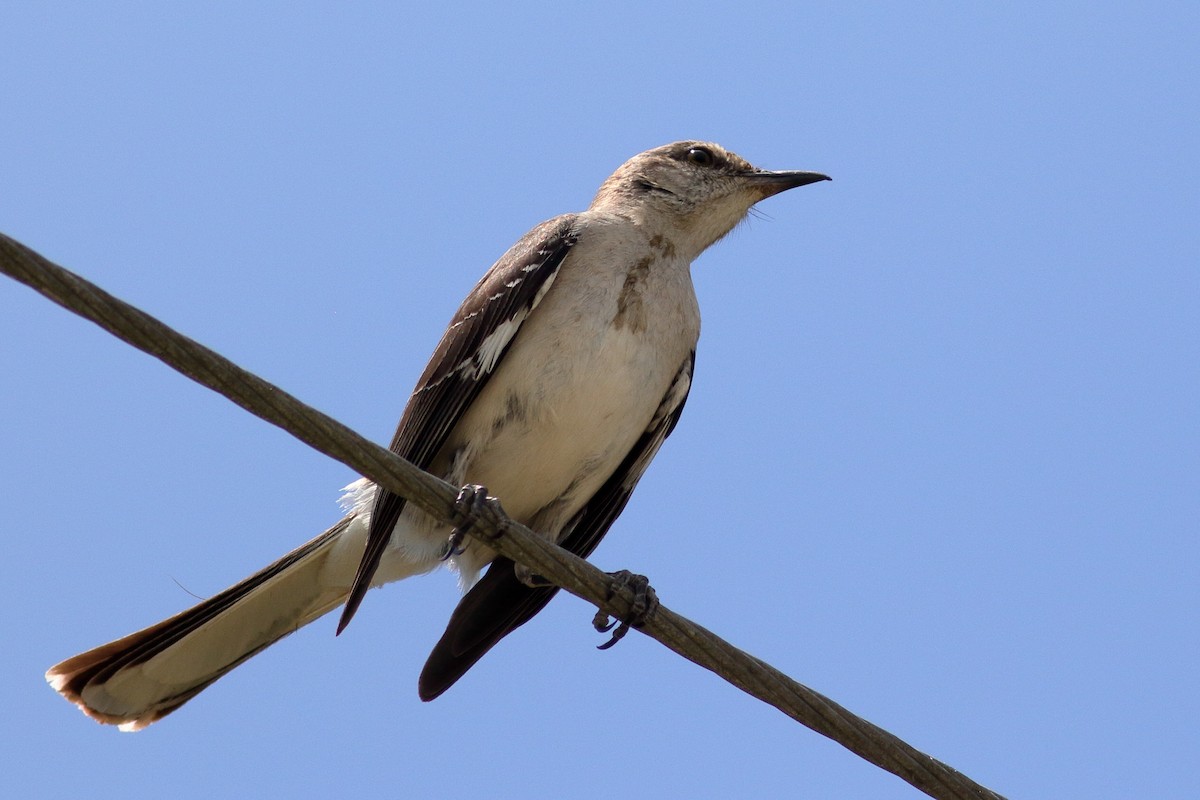 Northern Mockingbird - Richard Stanton