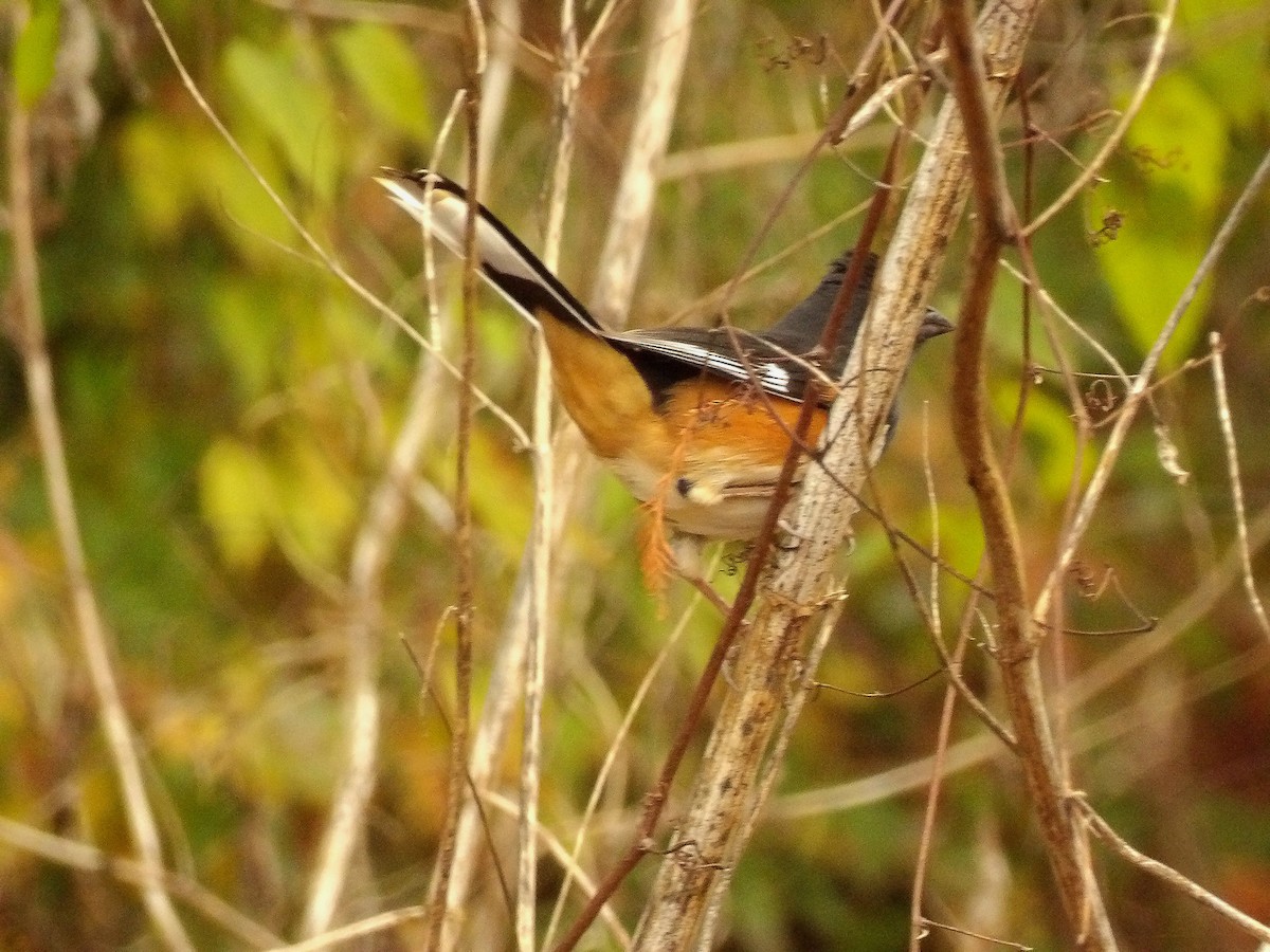 Eastern Towhee - Jerhemy Lonzo