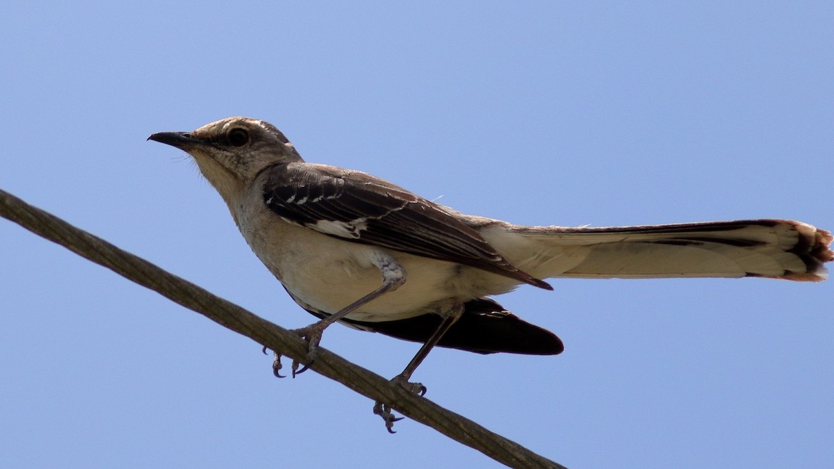 Northern Mockingbird - Richard Stanton