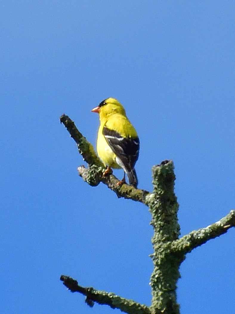 American Goldfinch - Anonymous