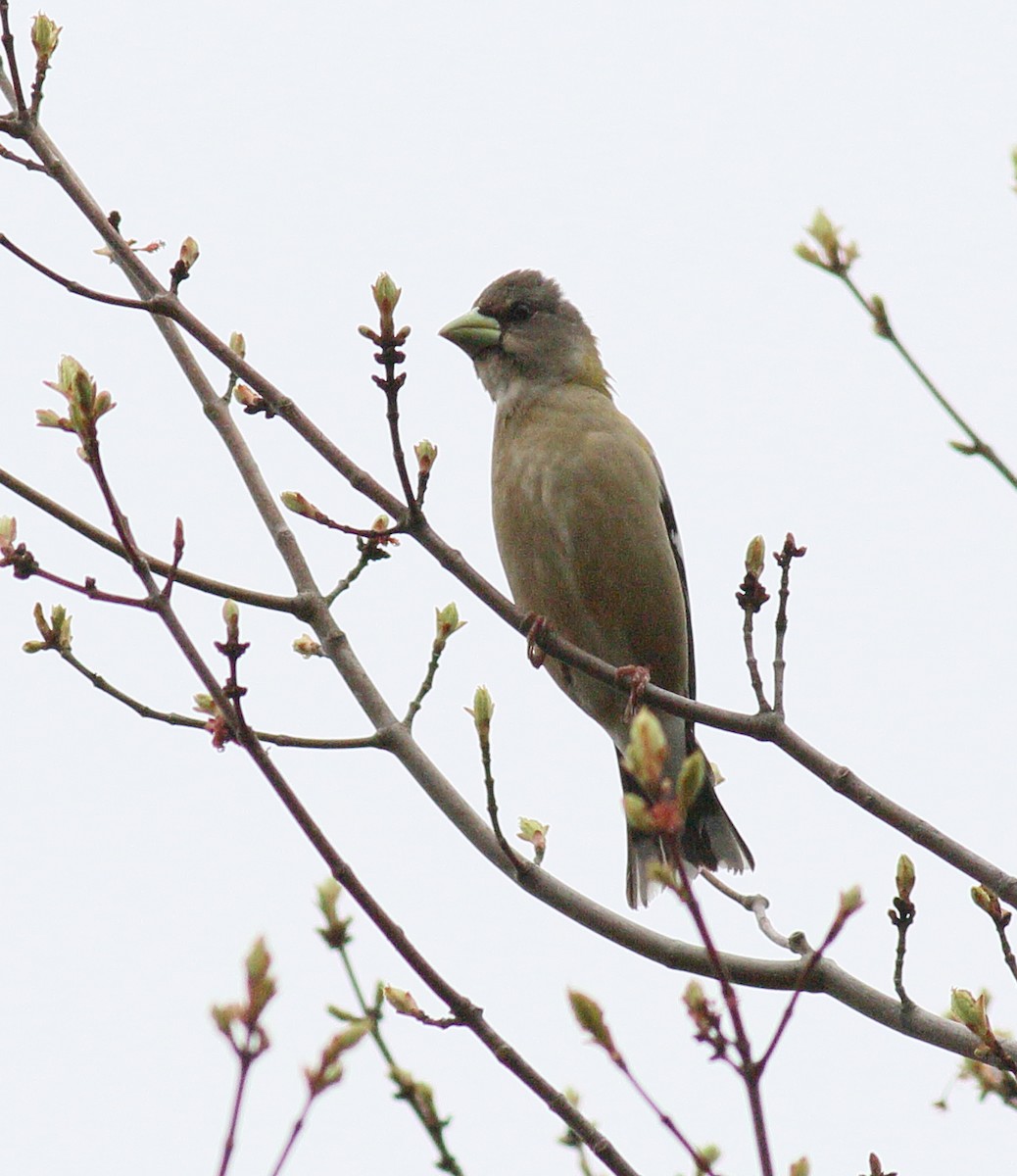 Evening Grosbeak - Kevin Lantz Non-motorised