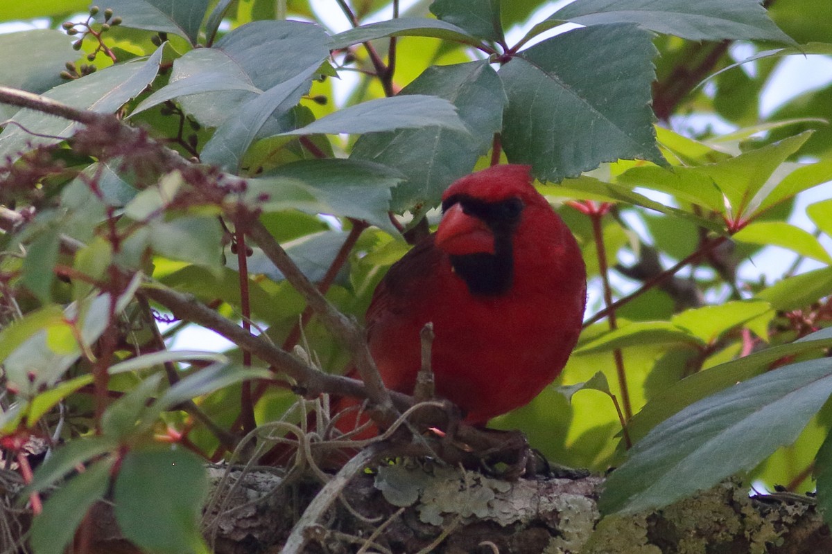 Northern Cardinal - Richard Stanton