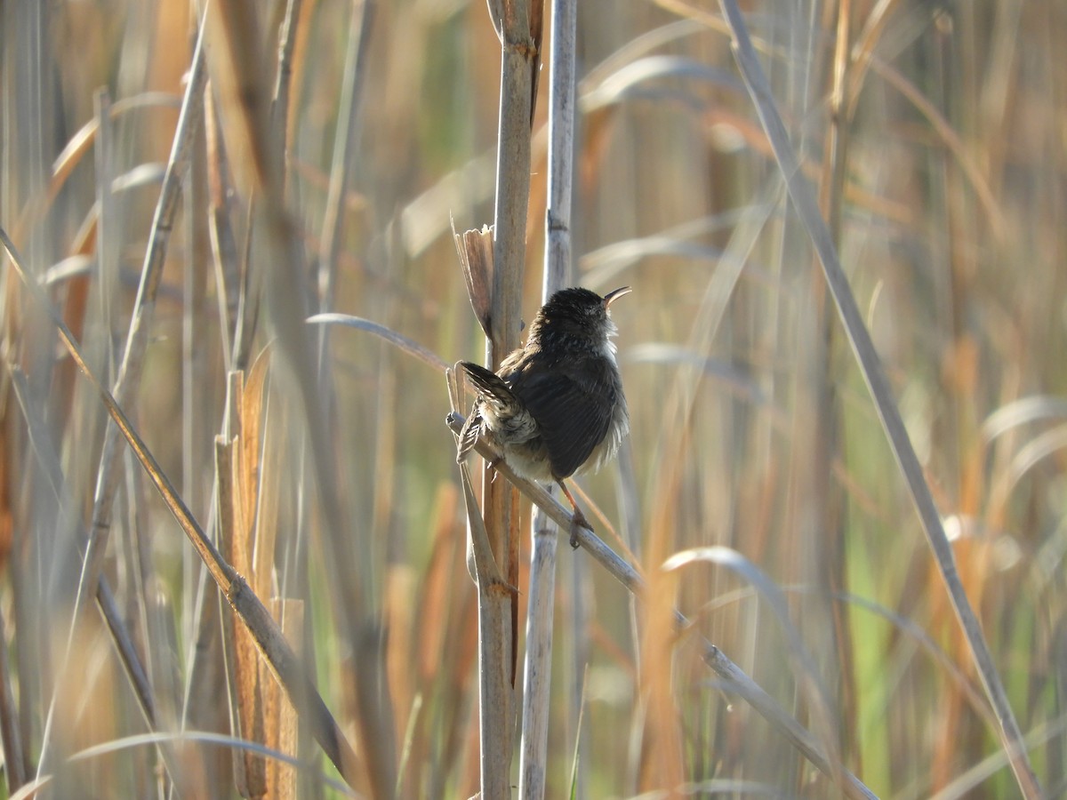 Marsh Wren - S Winiecki