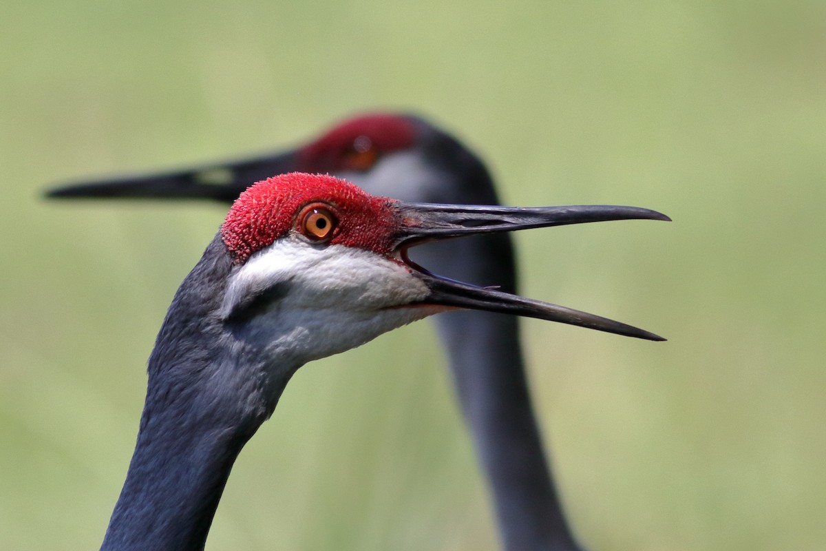 Sandhill Crane - Richard Stanton