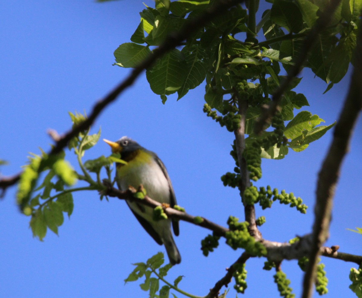 Northern Parula - Jim Schneider