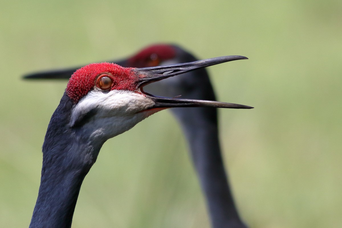 Sandhill Crane - Richard Stanton