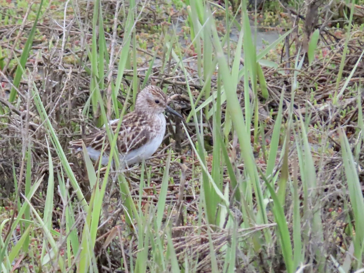 Least Sandpiper - Marjorie Watson