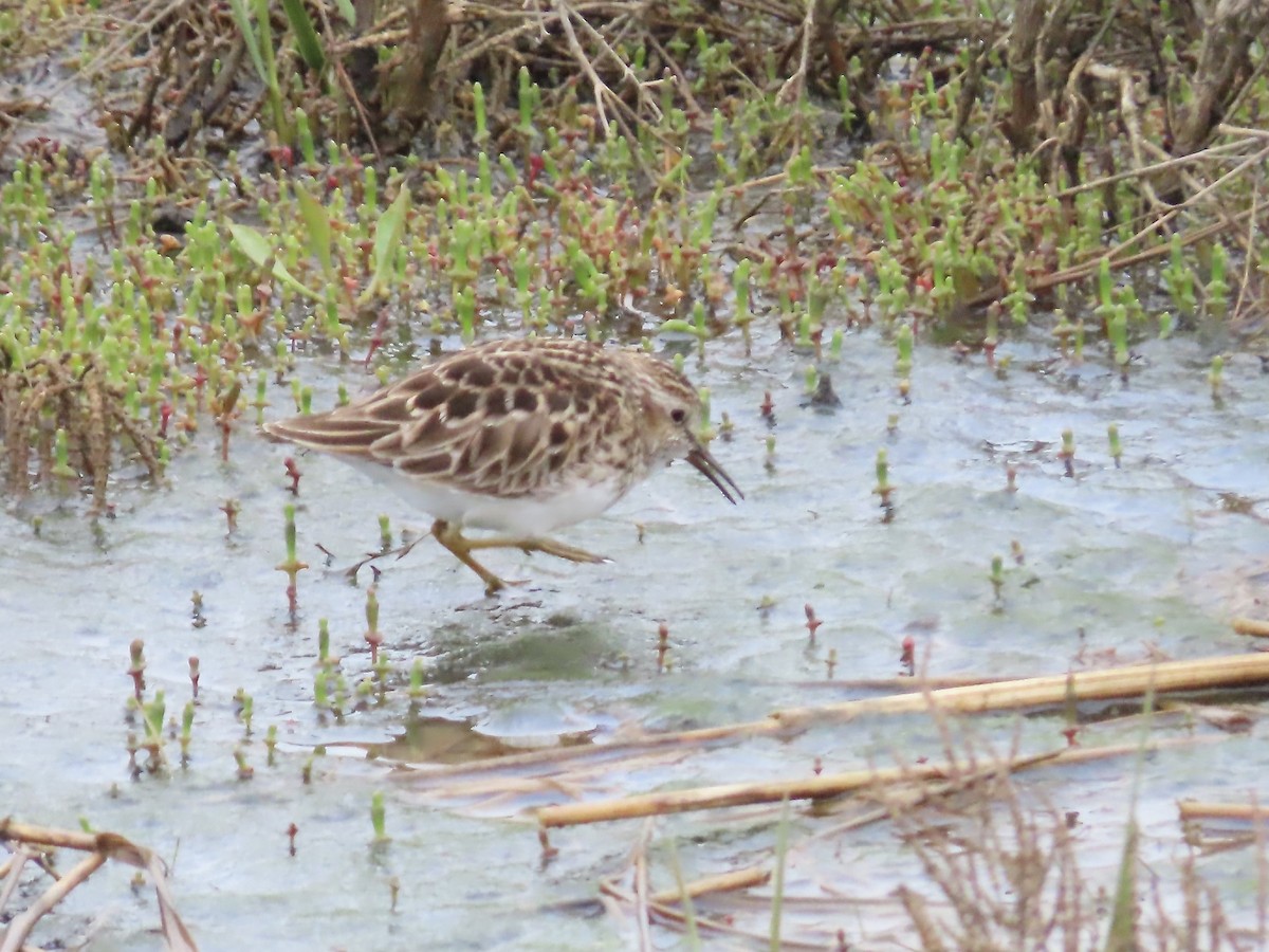 Least Sandpiper - Marjorie Watson