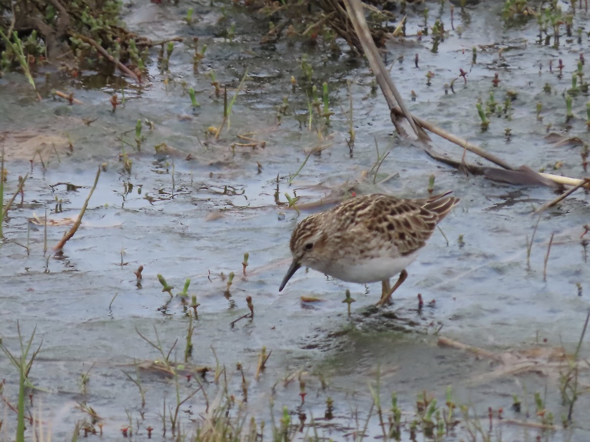 Least Sandpiper - Marjorie Watson