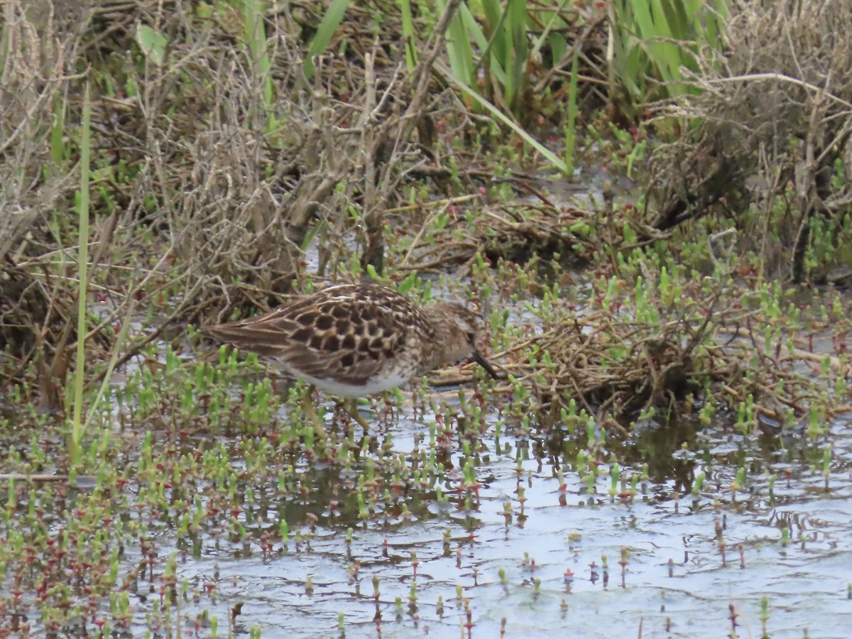 Least Sandpiper - Marjorie Watson