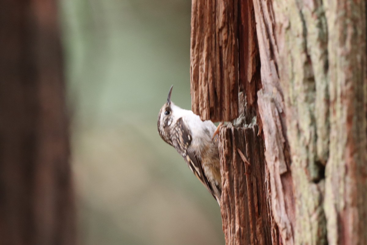 Brown Creeper - Abbie Brozich