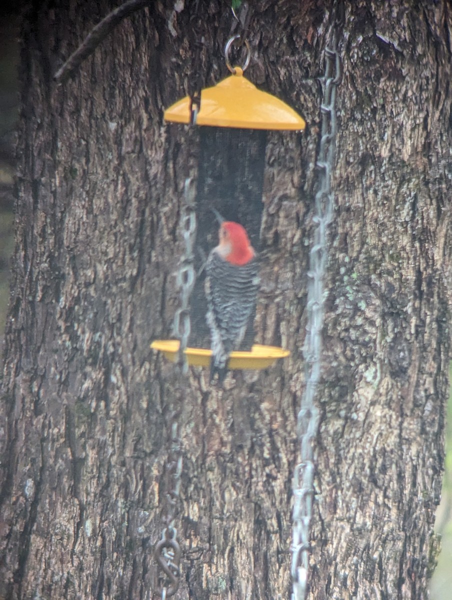 Red-bellied Woodpecker - ML618847506