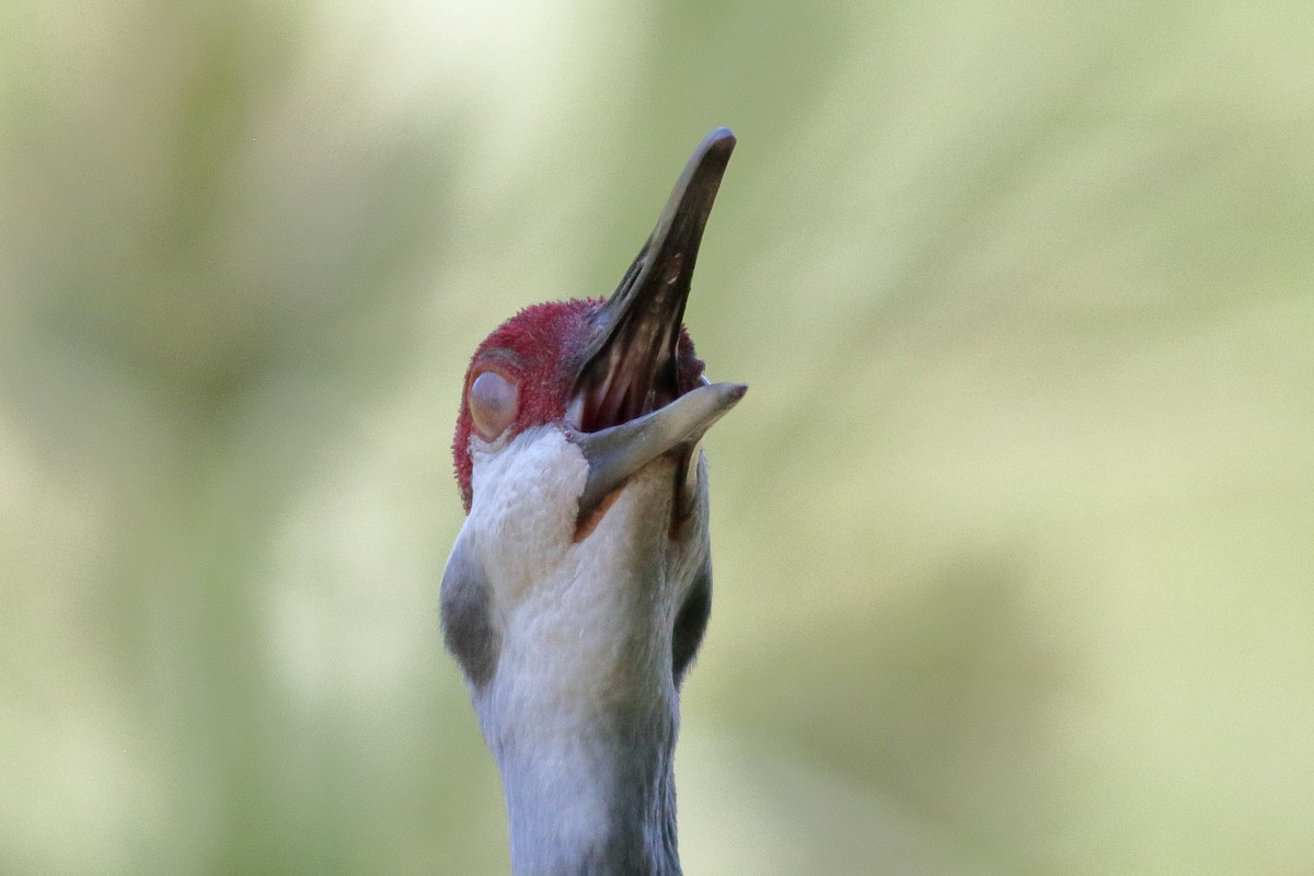 Sandhill Crane - Richard Stanton