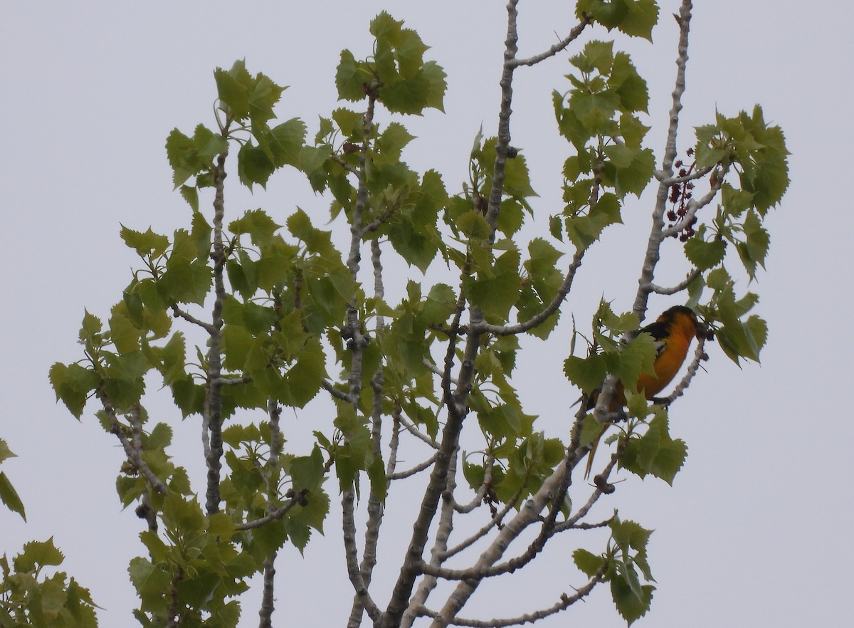 Bullock's Oriole - Glenn Pearson