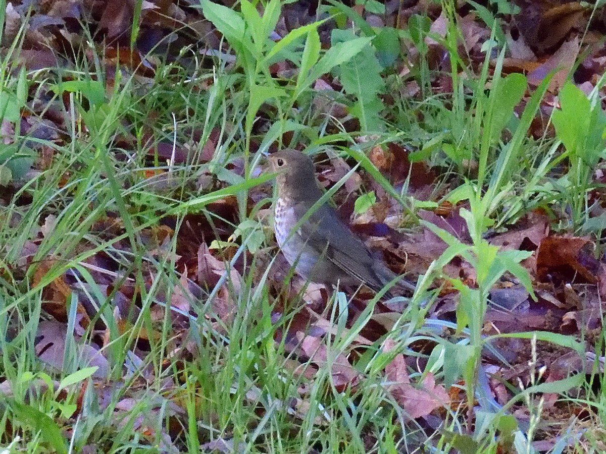 Swainson's Thrush - Anonymous