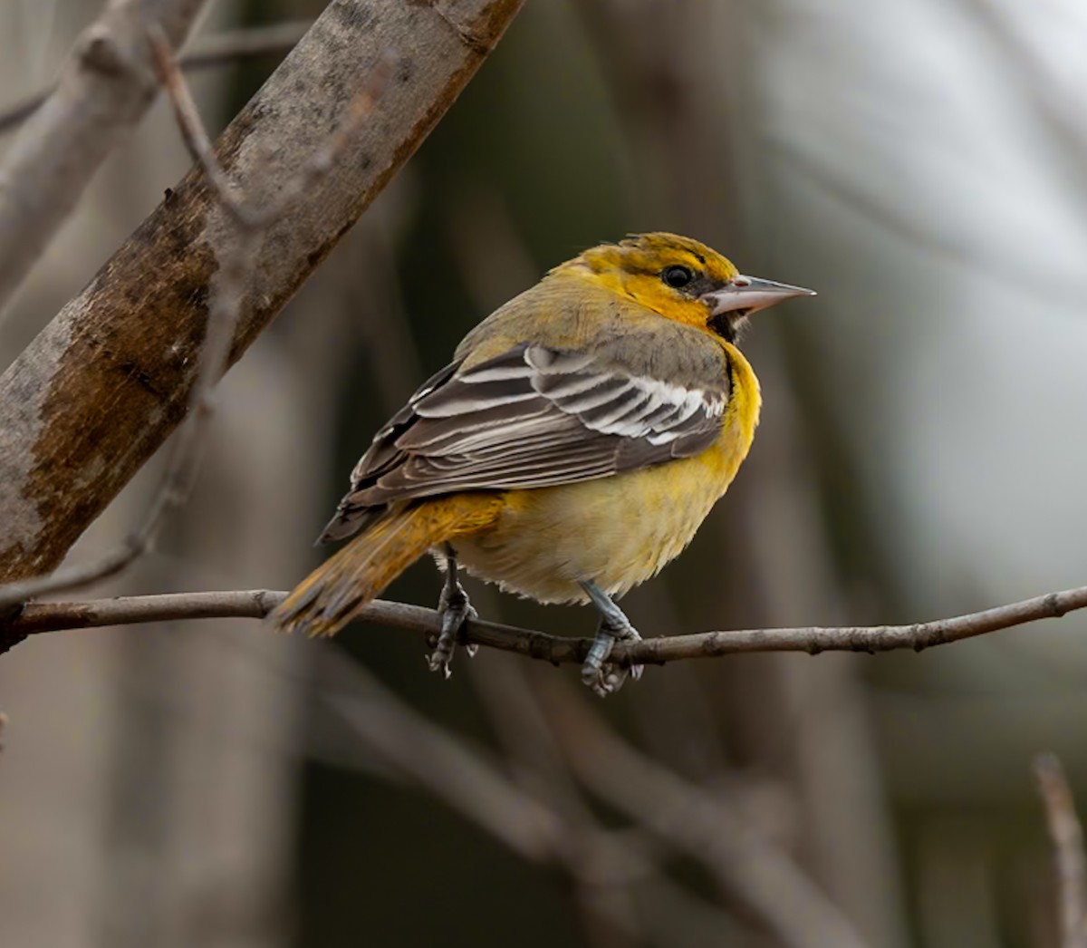 Bullock's Oriole - ML618847543