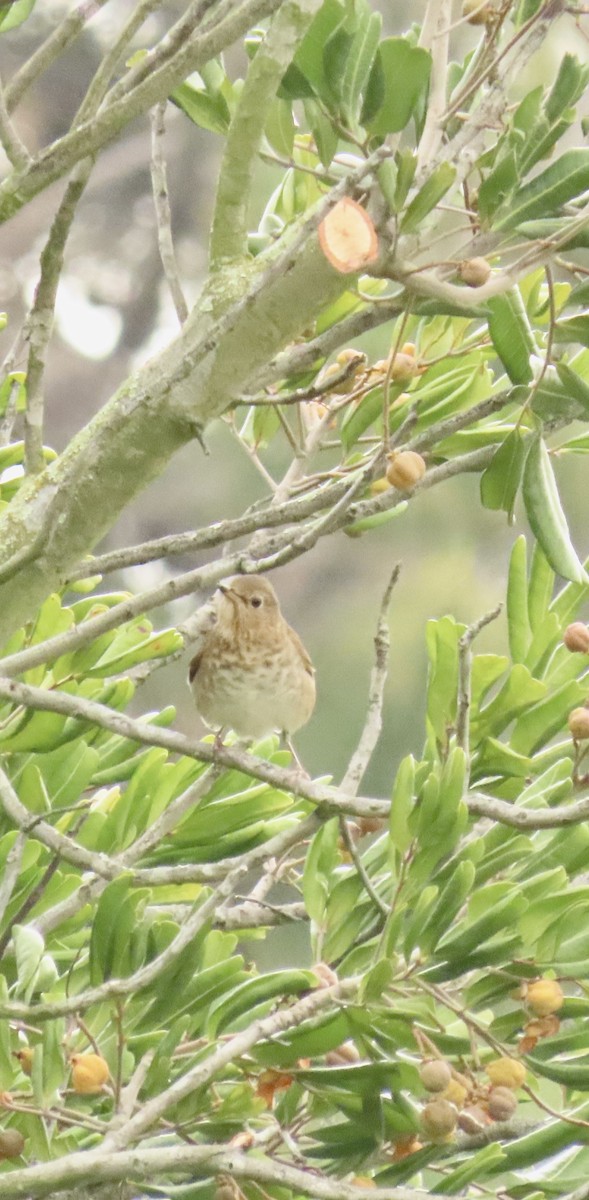 Grive à dos olive - ML618847548