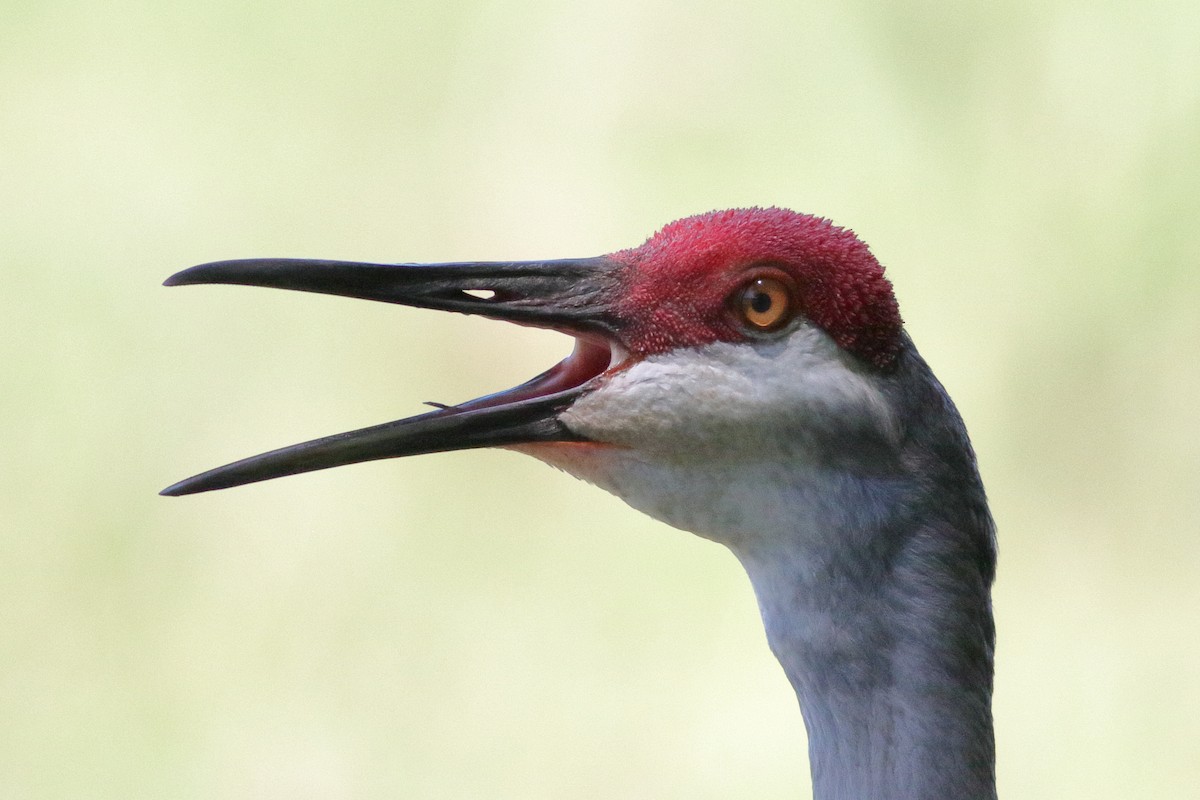 Sandhill Crane - Richard Stanton