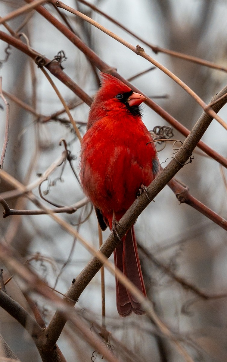 Cardinal rouge - ML618847559