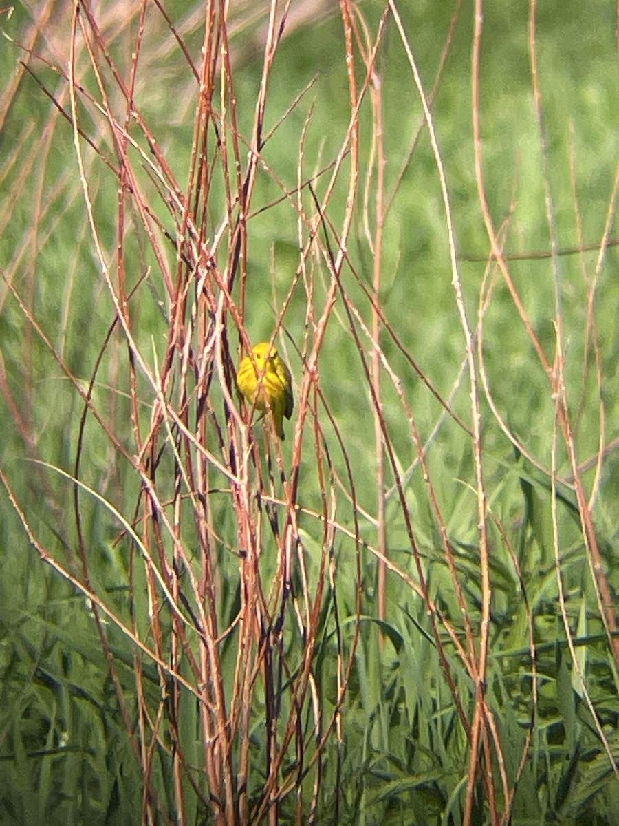 Yellow Warbler - Katrina Theisen