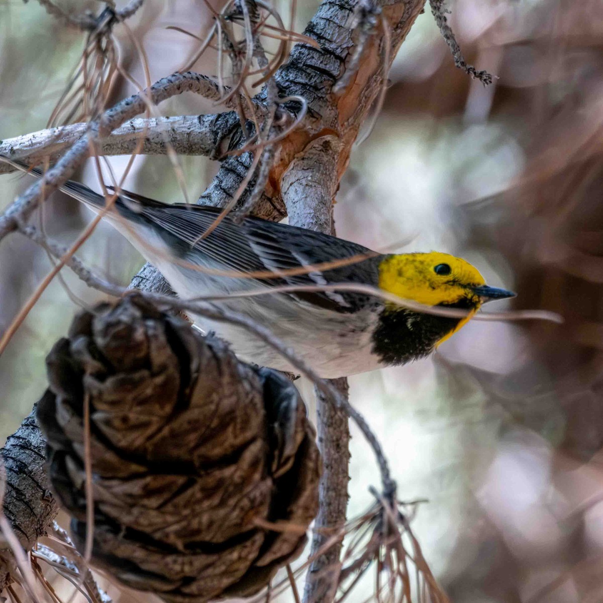 Hermit Warbler - Greg Shott