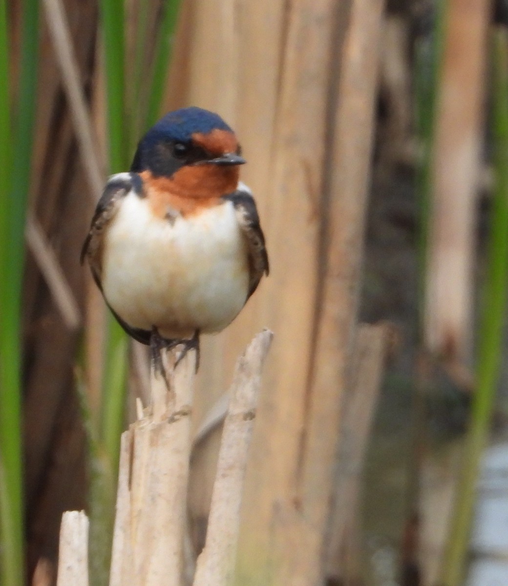 Barn Swallow - Shirley Andrews