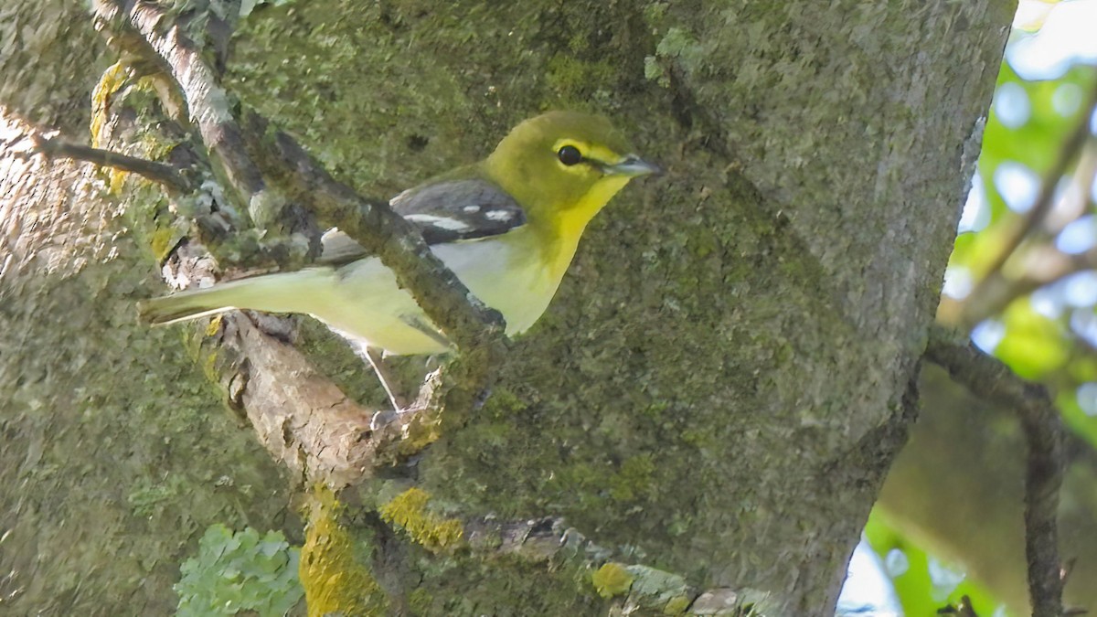 Yellow-throated Vireo - John Tomlinson