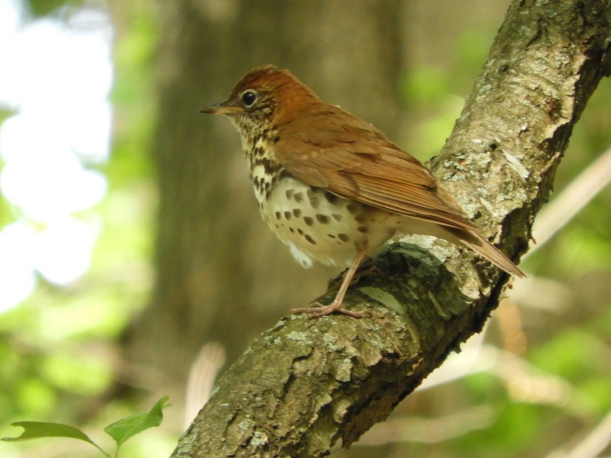 Wood Thrush - S Winiecki