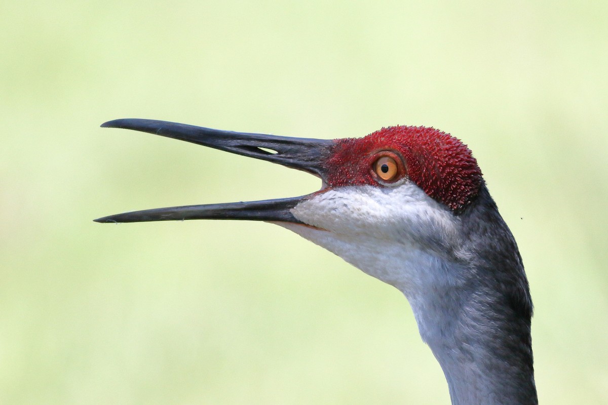 Sandhill Crane - Richard Stanton