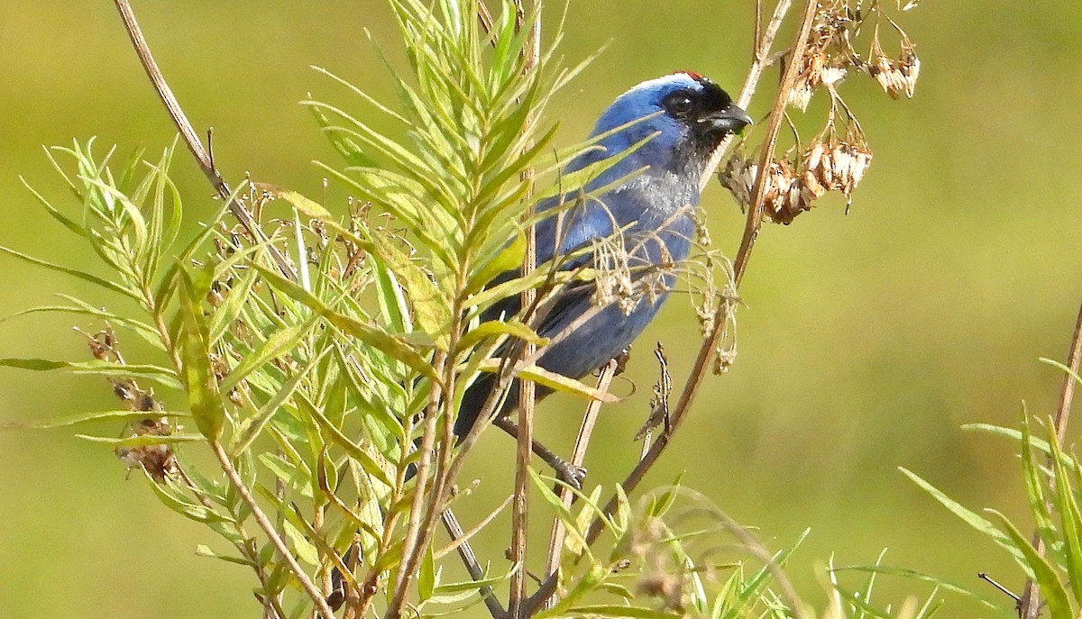 Diademed Tanager - Miguel Angelo Biz