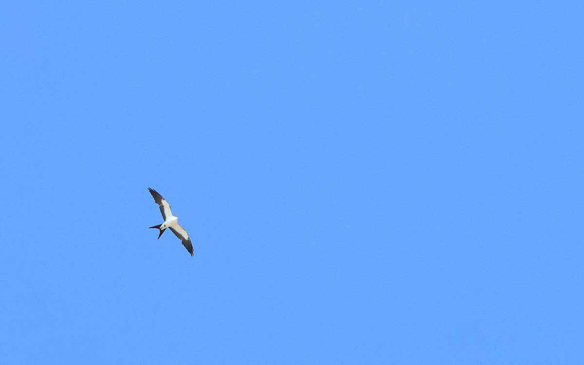 Swallow-tailed Kite - Brandon Holden