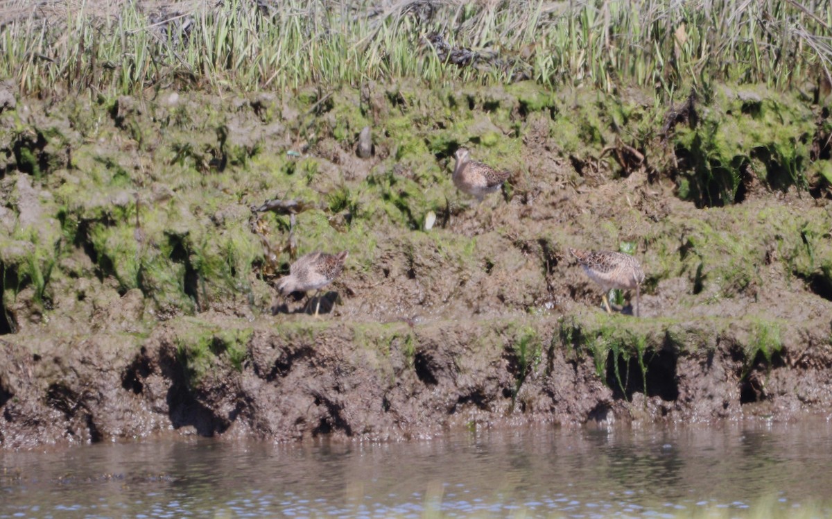 Short-billed Dowitcher - MA 2