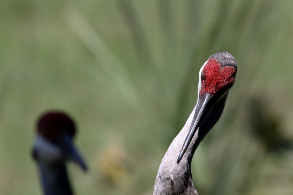 Sandhill Crane - Richard Stanton