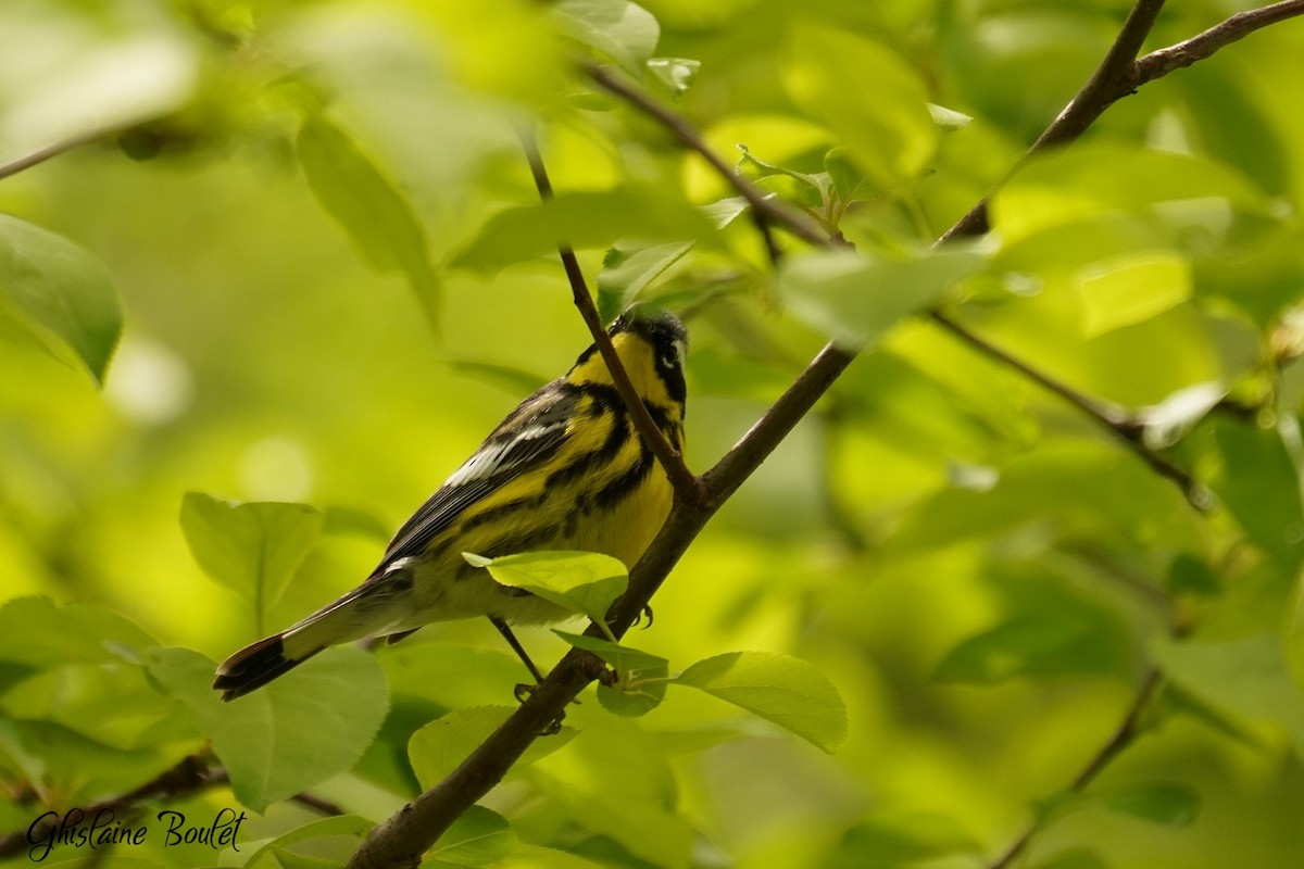 Magnolia Warbler - Réal Boulet 🦆